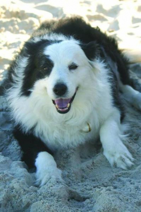 Puppies&Pancakes at Innes Park Opp Park&Beach Dogs welcome inside, Pemberton